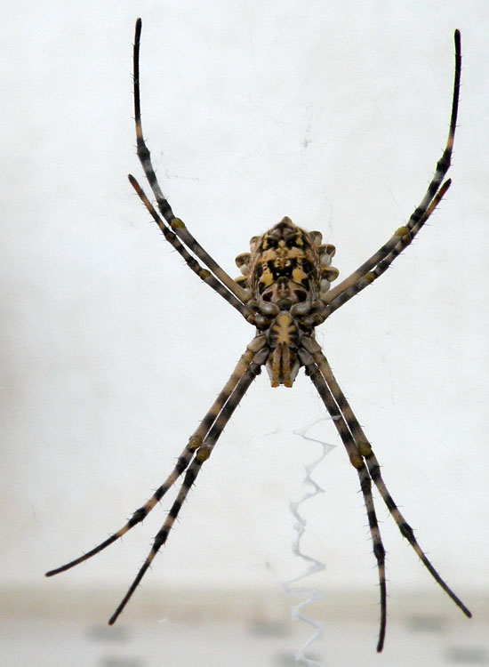 Probabile Argiope lobata